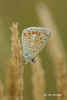 Polyommatus icarus