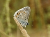 Polyommatus icarus