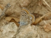Polyommatus icarus