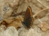 Polyommatus icarus