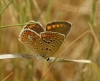 Polyommatus icarus