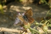 Polyommatus icarus