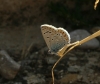 Polyommatus icarus