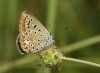 Polyommatus icarus