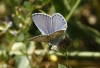 Polyommatus icarus