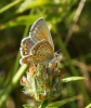 Polyommatus icarus