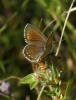 Polyommatus icarus