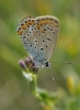 Polyommatus icarus