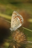 Polyommatus icarus