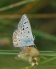 Polyommatus icarus