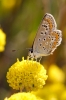 Polyommatus icarus