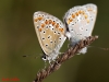 Polyommatus icarus