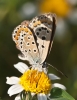Polyommatus icarus
