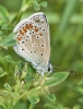 Polyommatus icarus