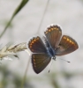 Polyommatus icarus