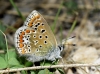 Polyommatus icarus