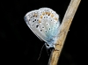 Polyommatus icarus