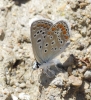 Polyommatus icarus