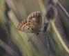Polyommatus icarus