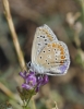 Polyommatus icarus