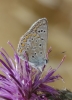Polyommatus icarus