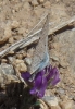 Polyommatus icarus
