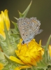 Polyommatus icarus