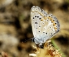 Polyommatus icarus