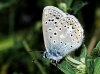 Polyommatus icarus