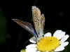 Polyommatus icarus