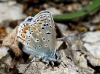 Polyommatus icarus