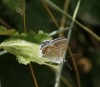 Polyommatus icarus