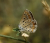 Polyommatus icarus