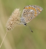 Polyommatus icarus