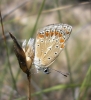 Polyommatus thersites
