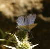 Polyommatus thersites