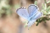 Pseudophilotes panoptes