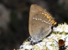 Satyrium acaciae Satyrium acaciae