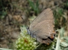 Satyrium esculi Satyrium esculi