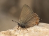 Satyrium esculi Satyrium esculi