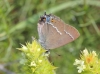 Satyrium spini