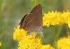 Satyrium spini
