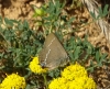 Satyrium spini