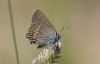 Satyrium spini