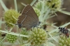 Satyrium spini