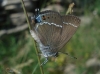 Satyrium spini