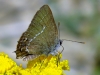 Satyrium spini