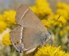 Satyrium spini