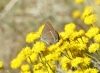 Satyrium spini