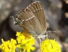 Satyrium spini